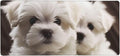 Gaming Mouse Pad Extended Full Keyboard Mat with Stitched Edges Anime Large Desk Pad with Non-Slip Base Cute Maltese Puppy Mouse Mat for Gaming and Office 16 x 35.5 inches Mousepad