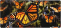 Gaming Mouse Pad Extended Full Keyboard Mat with Stitched Edges Anime Large Desk Pad with Non-Slip Base Heaps of Orange Monarch Butterflies Mouse Mat for Gaming and Office 16 x 35.5 inches Mousepad