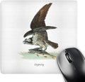 3Drose LLC 8 X 8 X 0.25 Inches Mouse Pad Osprey by John James Audubon (Mp_114072_1)